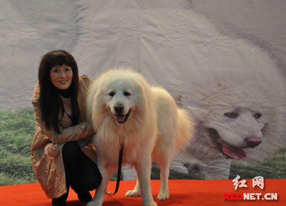 中外名犬大集結 2010長沙犬博會盛大揭幕